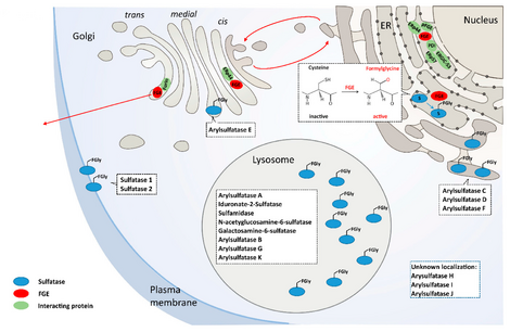 Lysosomal Disorders